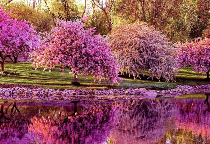 trees_cherry_spring_pond_reflection-1920x1080-700x480.jpg